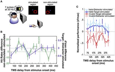 Transcranial Magnetic Stimulation Reveals Intrinsic Perceptual and Attentional Rhythms